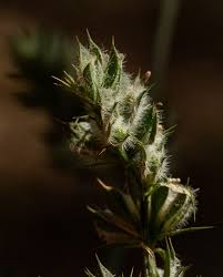 Image result for Dicliptera verticillata