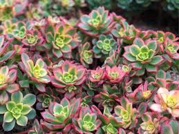 Aeonium Kiwi Guia De Cuidados Succulent Avenue Succulentavenue Suculentas Crasas Sukkulenten Und Kaktus