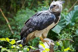 Maybe you would like to learn more about one of these? 7 Fakta Elang Harpy Burung Terbesar Di Dunia Yang Langka