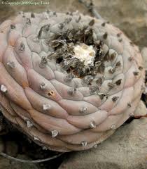 Image result for Monopsis decipiens