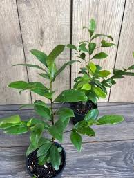Image result for Ochna pretoriensis