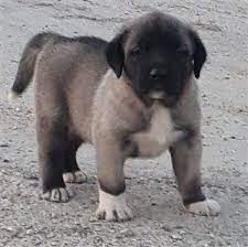 dirilis kangal kopek ciftligi kangal kopegi kopek kopek turleri
