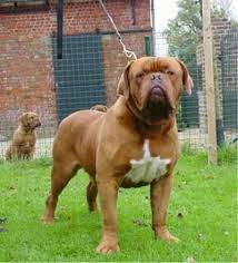 We are breeding dogue de bordeaux since 1993 for show and family. Dogue De Bordeaux Dog Breed Pictures 1