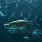 Rock the Reef @ NC Aquarium at Pine Knoll Shores