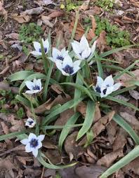 Image result for Tinnea coerulea