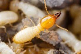 Orkin is the termite control expert. Bentson Pest Management Inc Sioux City Ia
