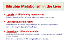 Ppt Bilirubin Metabolism Jaundice Powerpoint