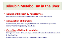 ppt bilirubin metabolism jaundice powerpoint