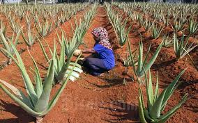 Penampung lidah buaya di sumatera utara. Petani Lidah Buaya Di Bogor Menghasilkan Omset Rp750 Juta Per Tahun Bisnis Com