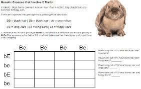 In the following dihybrid cross there is no need to fill out the whole sixteen square table to determine the outcome. Genetic Crosses With 2 Traits