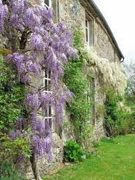 Zsazsa Bellagio Home And Garden Garden Pretty Gardens Wisteria Plant