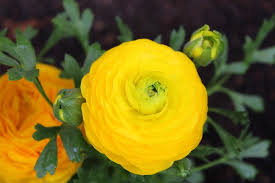 Plant persian buttercups outdoors after all danger of frost has passed and expect flowers in june. Ranunculus 101 Easy Guide How To Grow Buttercups At Home