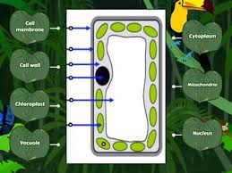 Add to my workbooks (47) download file pdf embed in my website or blog add to google classroom add to. Animal Plant Cell Teaching Resources