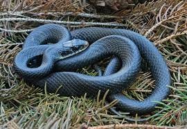 Blue Racer Snake Beautiful Snakes Black Racer