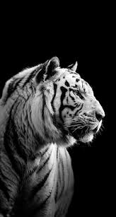 White Tiger Cubs Wallpaper Hd Amazing Wallpapers Tiger Harimau Putih Hewan Binatang