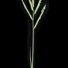 Image result for Urochloa brevispicata