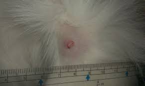 Our team of skin experts has compiled all the information you will need in one place to remove your skin tag and put your mind at ease. Lumps Bumps Complete Guide To Care A Cat
