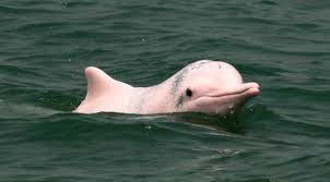 Maybe you would like to learn more about one of these? Bersua Dengan Lumba Lumba Pink Terakhir Di Bumi Lifestyle Fimela Com