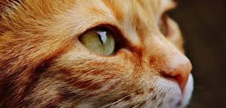 Re botanicals usda certified organic hemp cbd tincture for pets. Cbd Oil For Cats How It S Different Than Dogs Citizen Truth