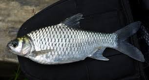 Secara taksonomi, ikan tergolong kelompok paraphyletic yang hubungan kekerabatannya masih diperdebatkan; Tawes Wikipedia Bahasa Indonesia Ensiklopedia Bebas