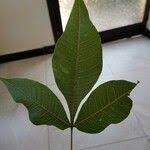 Image result for Allophylus abyssinicus