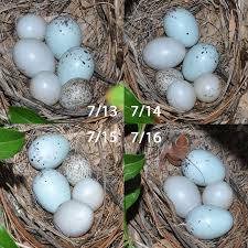 Image result for brown headed cowbird eggs