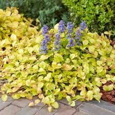 Image result for Ajuga