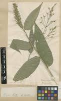 Image result for Olyra latifolia