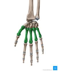 Publicly available source of human anatomy visual material. Metacarpal Bones Anatomy Muscle Attachment Joints Kenhub