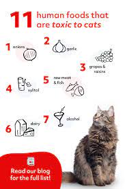 11 Human Foods That Are Toxic To Cats In 2021 Cat Lovers Humor Cute Animal Names Kitten Care