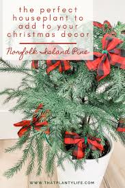 It was been repotted last summer, kind a.i really cut back some of its over grown roots, and knocked off a lot of old soil and replanted it with new soil in the pot i had it in from the start. Norfolk Island Pine Houseplant Care Guide That Planty Life