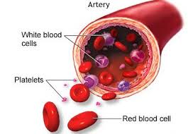We did not find results for: Jaringan Penyokong Pada Hewan Beserta Gambarnya Dosenbiologi Com