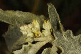 Image result for Cryptolepis oblongifolia