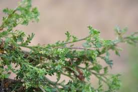 Image result for Stemodiopsis buchananii