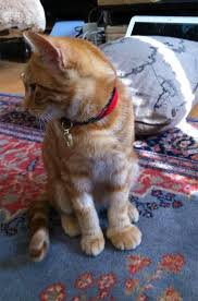 37 Cats Who Got Stung By Bees And Wasps Cats Animals Cats And Kittens