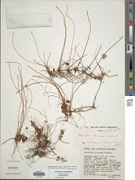 Image result for Marsilea villifolia