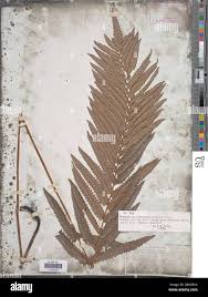 Image result for Cyclosorus interruptus