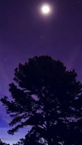 Since desktop wallpapers have become very popular around the world, people consistently want to find out as much. Nj68 One Star Shine Night Dark Blue Sky Wood Purple Wallpaper