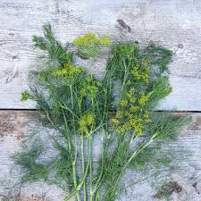 Image result for Dill