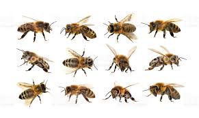 group of bee or honeybee in latin apis mellifera european or western 蜂 ミツバチ イラスト ミツバチ