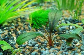 We did not find results for: Artikel Balitbangtan Kembangkan Tanaman Aquascape Buchepalandra