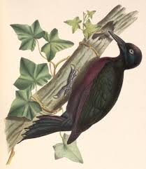 Webcams in guadeloupe, webcams in guadeloupe. Guadeloupespecht Wikipedia