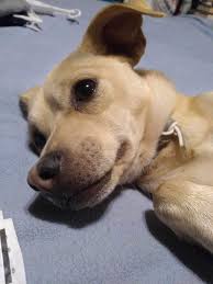 Jacks always have to be the center of attention!!