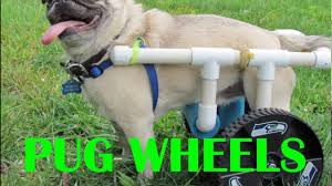 If your dog needs support on his front legs, this results in him having a slightly harder time adapting to his new wheels. Diy Pug Wheels Youtube