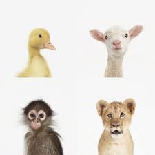 Oh These Guys Remind Me Of The Telus Commercials Awe Baby Animals Cute Animals Silly Animals