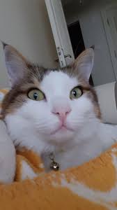 Evde Kedi Beslemek Istiyorum