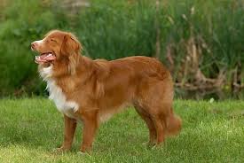 Dit Is Ook Een Van De Honden Rassen Die Ik Zeer Mooi Vindt Het Ras Van Deze Hond Is Nov Nova Scotia Duck Tolling Nova Scotia Duck Tolling Retriever Retriever