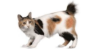 I know a ragdoll kitty who is the best! Cat Breeds All The Different Breeds Of Cat Holidogtimes