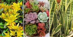 It looks vibrant, with flowering and fruiting plants, shade trees, and grasses that shimmer like spun gold in sunlight. Drought Tolerant Plants That Don T Need Water Or Very Little Water