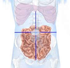 Anatomy at earth's lab is a free virtual human anatomy portal with detailed models of all human body systems. Topographic Anatomy